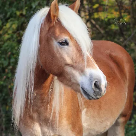 Gaestehaus Im Sayntal-tiny Haus * Niedersayn