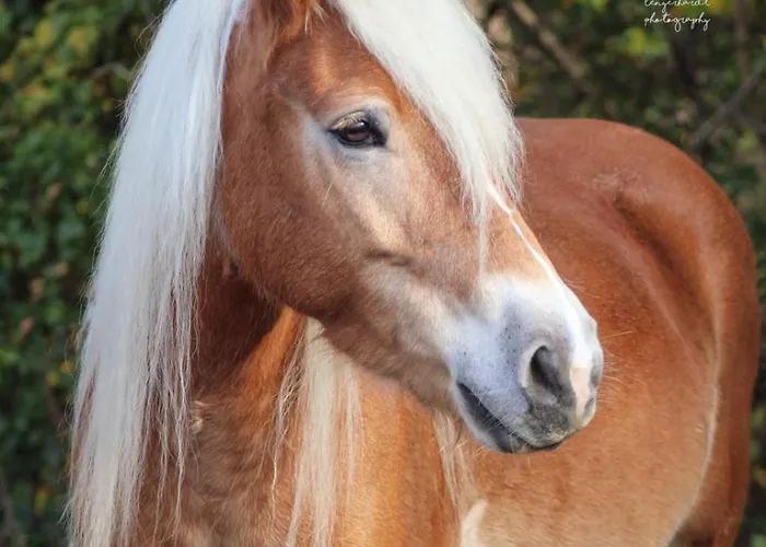 Gaestehaus Im Sayntal-tiny Haus * Niedersayn