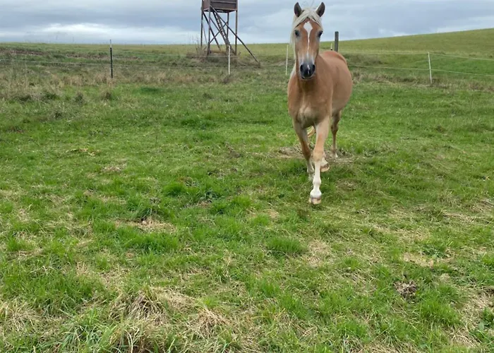Gaestehaus Im Sayntal-tiny Haus Semesterbostad